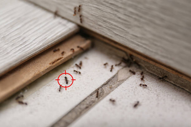 Best Best Pest Control Companies  in Bayshe, OR