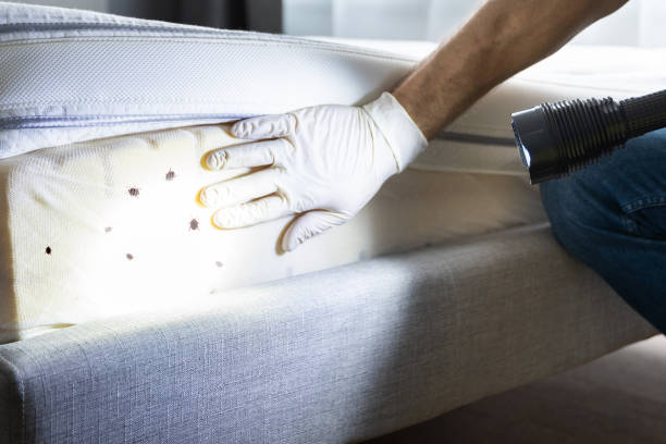 Best Bed Bug Extermination  in Bayshe, OR